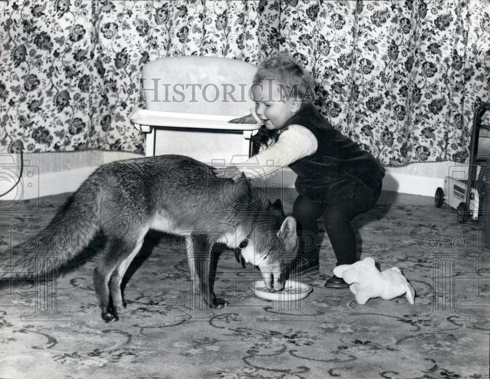 Press Photo Pet Fox Eating While Child Petting It - Historic Images