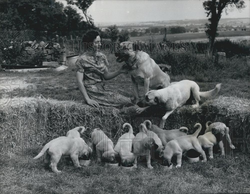 1967 Press Photo Britain&#39;s First Litter Of Anatolian Sheepdogs - Historic Images