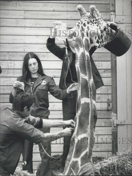 1977 Press Photo Victor the flirting Giraffe Dies from a fall at Marwell Zoologi - Historic Images