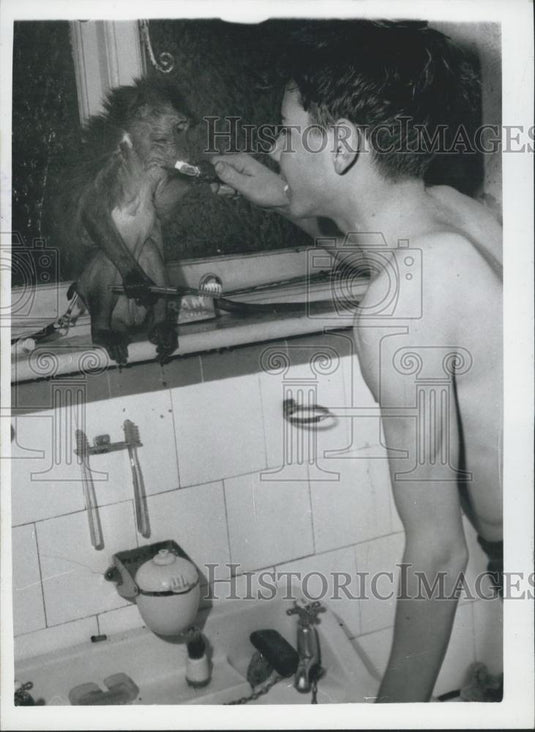 Press Photo monkey Owner Vernon Taylor cleans Judy's teeth - Historic Images