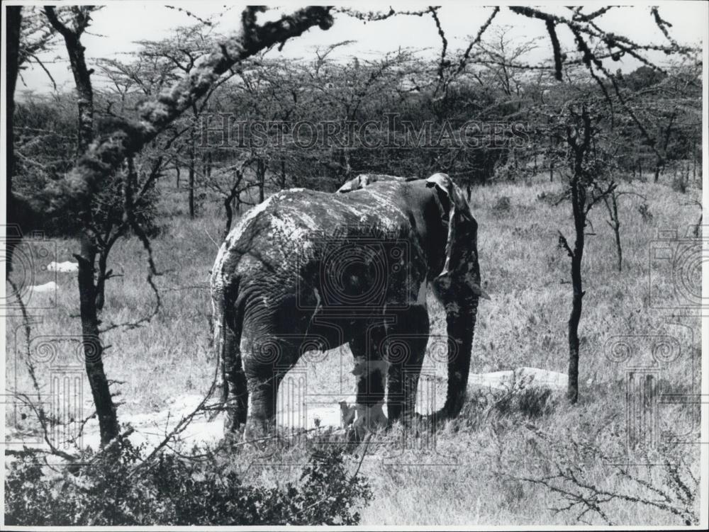 Press Photo Elephant in the wild - Historic Images