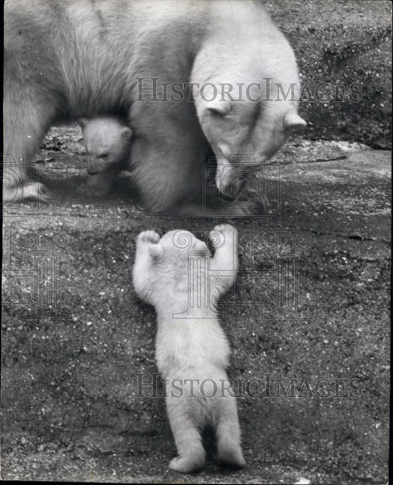 1964 Press Photo Polar Bear And Cubs, Whipsnade Zoo - Historic Images