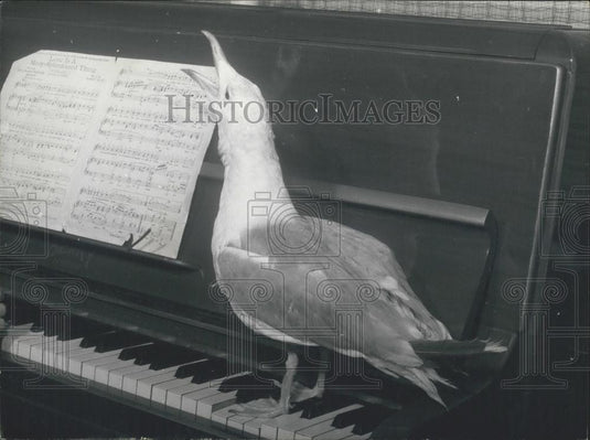 Press Photo Violet Thorner Saved Violet Thorner From A Broken Wing Near Death - Historic Images