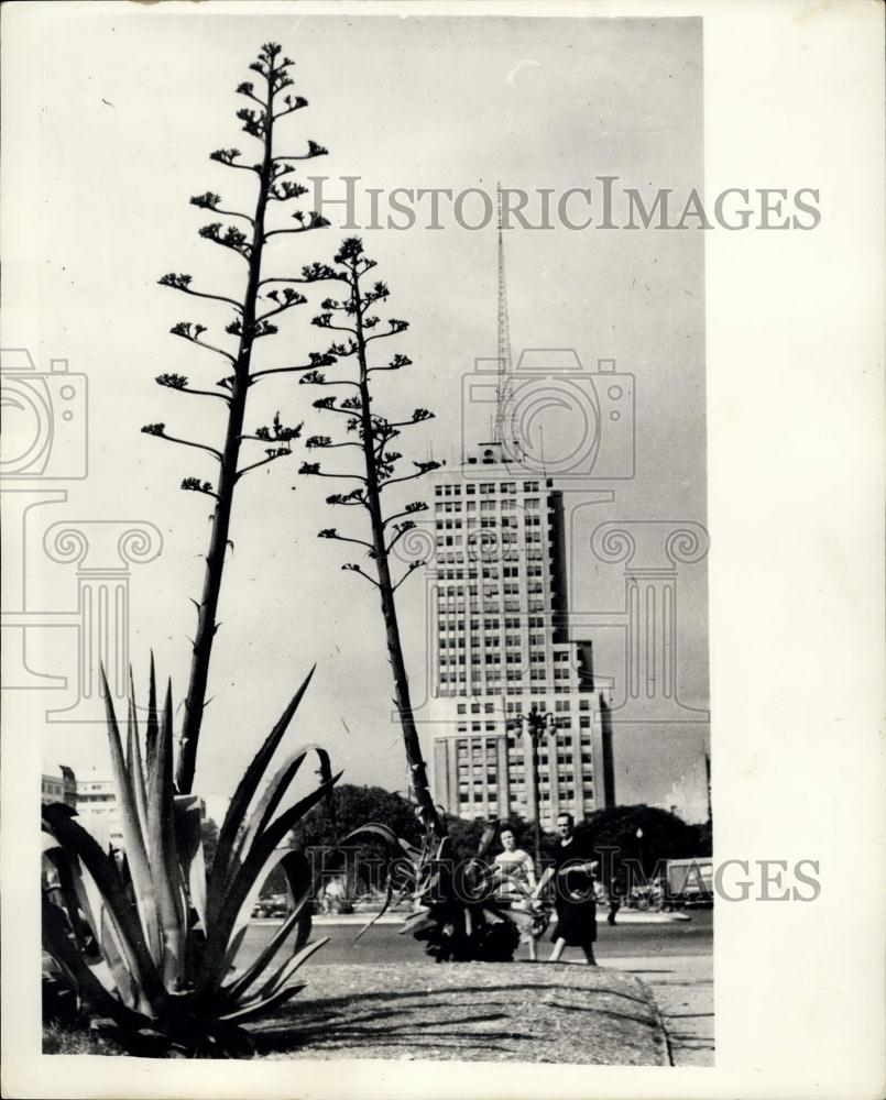 1956 Press Photo Strange &#39;Pita&#39; Plant In Buenos Aires - Historic Images