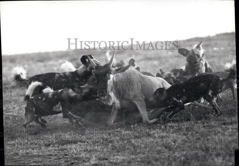 Press Photo wildebeest overpowered by hunting dogs - Historic Images