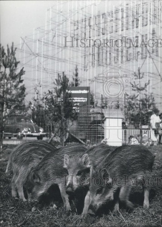 1961 Press Photo Four young wild boars in Munich - Historic Images