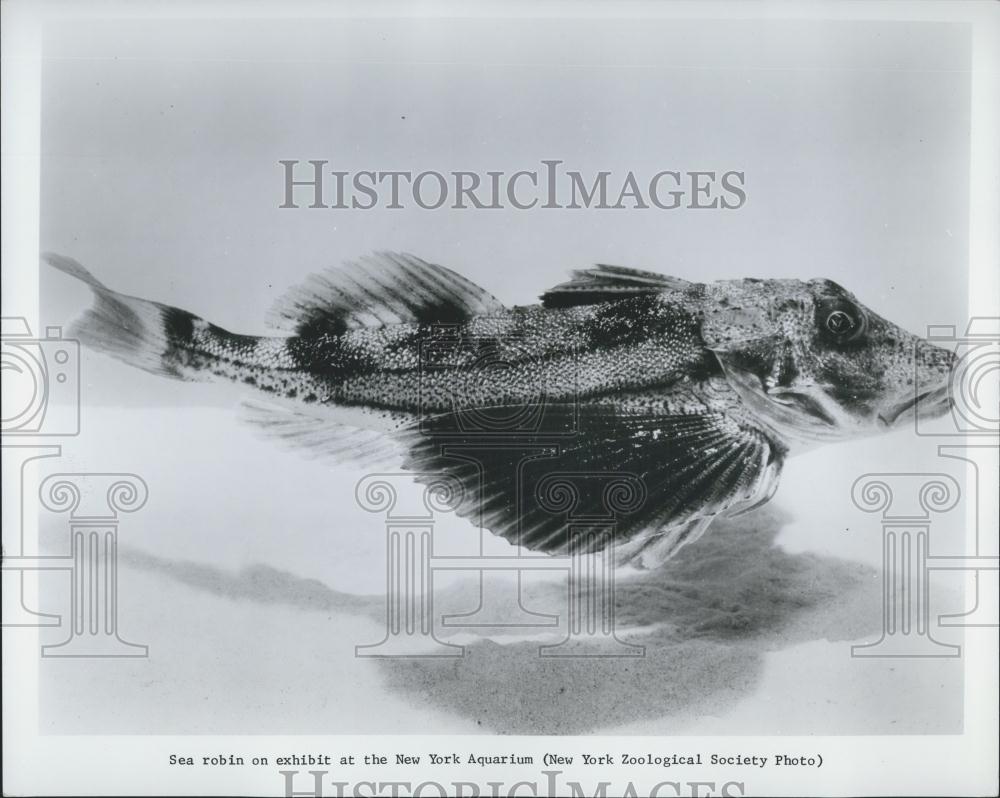 Press Photo Sea Robin Fish On Exhibit New York Aquarium - Historic Images