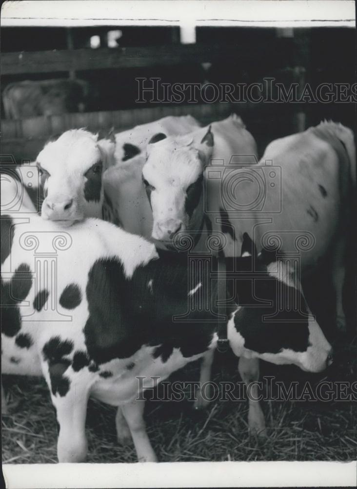 Press Photo Dairy Cows - Historic Images