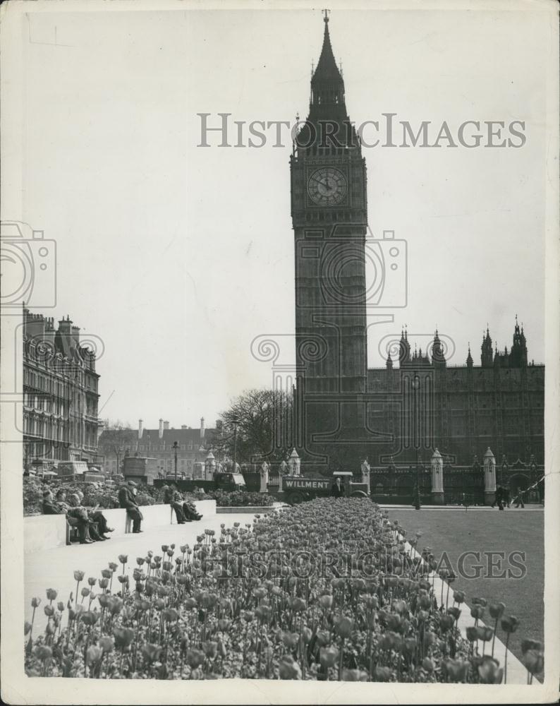 1952 Press Photo Tulips Blooming In Front Of Big Ben Clock Tower, London England - Historic Images