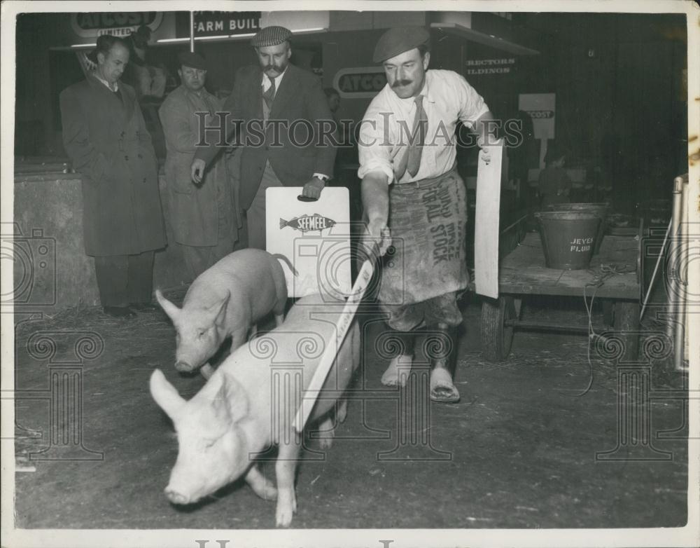 1955 Press Photo Comedian Jimmy Edwards Exhibiting Pigs At Smithfield Show - Historic Images