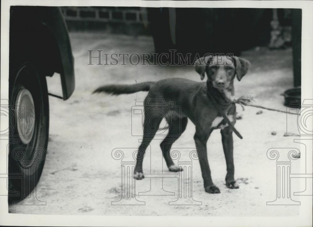 1957 Press Photo Jan Brown Mongrel Dog Found Scene Murder Edwin Taylor - Historic Images