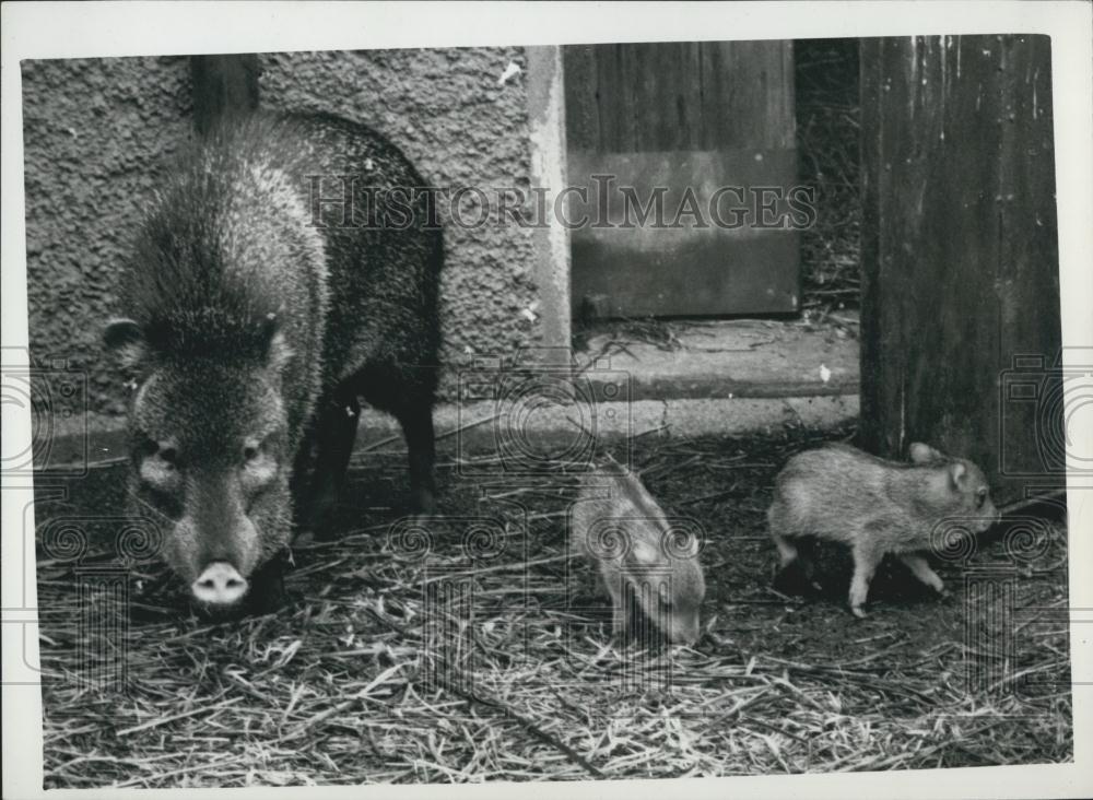 1959 Press Photo Collared Peccarys, London Zoo - Historic Images