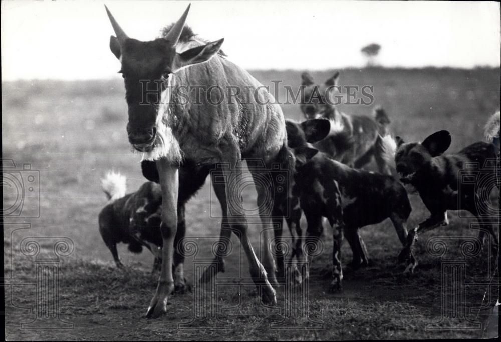 Press Photo Hyenas attack an wild game animal - Historic Images