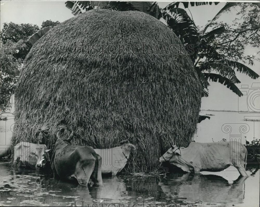 1974 Press Photo Floods Disaster In Bangladesh And India,Hungry cattle - Historic Images