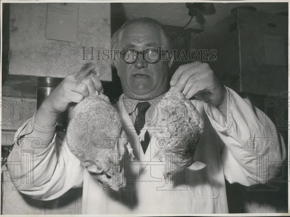 Press Photo Josef Zettl &amp;Chinchilla farm in Munich - Historic Images