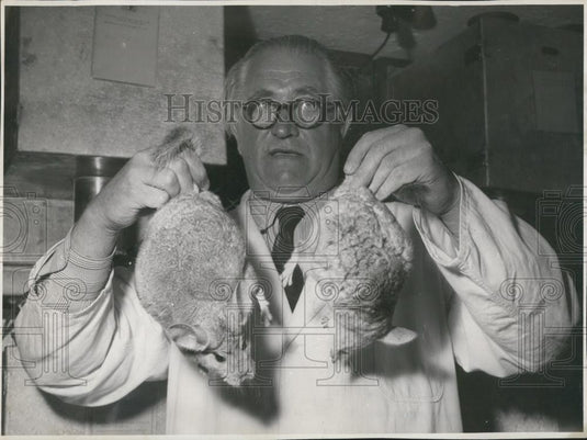 Press Photo Josef Zettl &Chinchilla farm in Munich - Historic Images