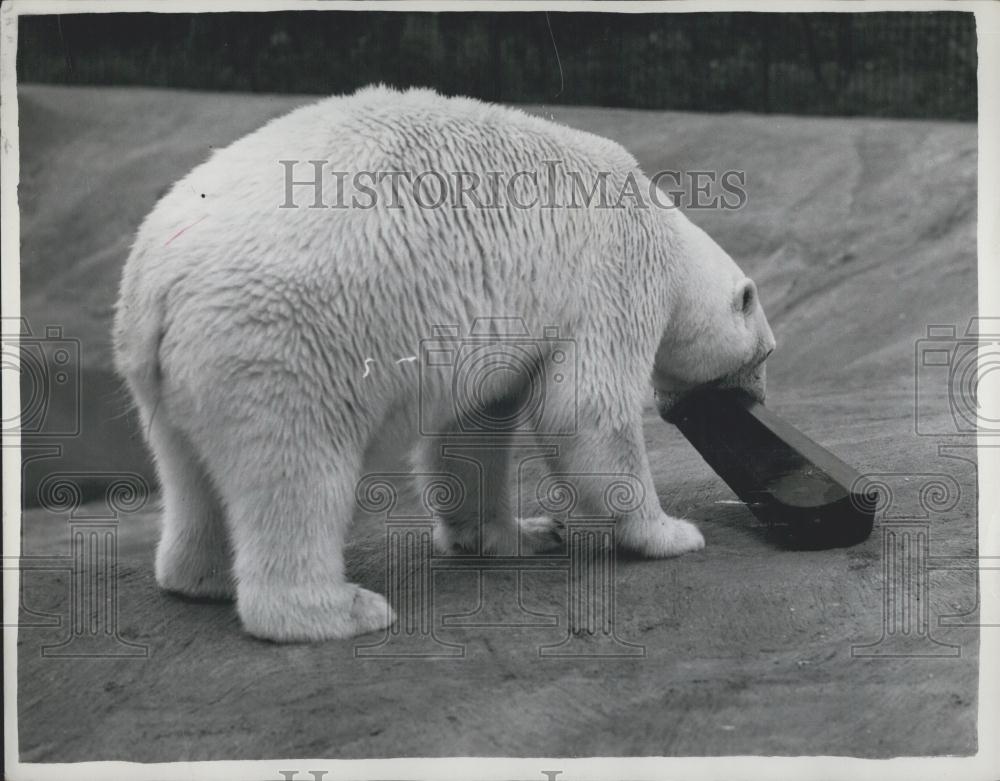 Press Photo Polar Bear Freda - Historic Images