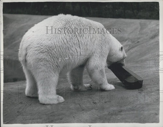 Press Photo Polar Bear Freda - Historic Images