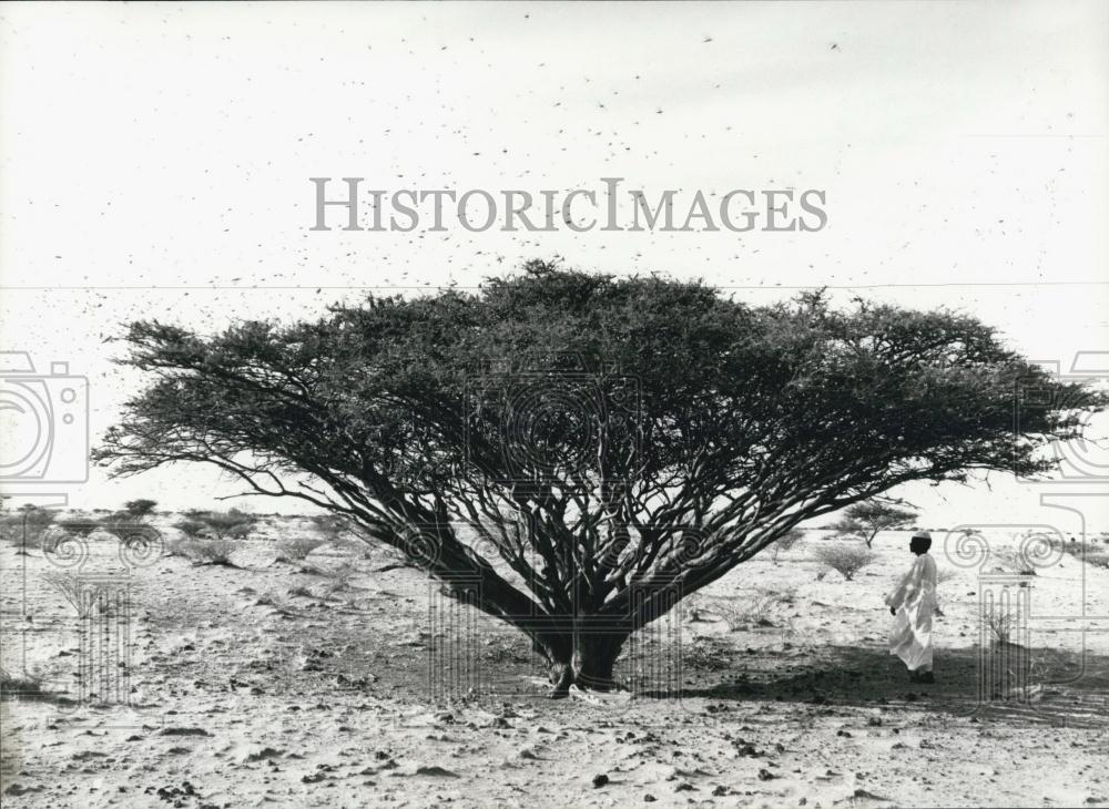 1981 Press Photo Grasshoppers, Sudan - Historic Images