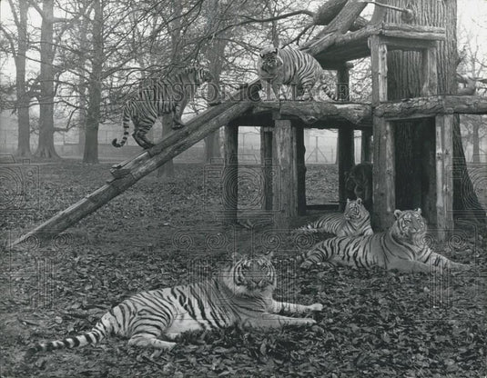 1974 Press Photo Tigers at Woburn Park - Historic Images