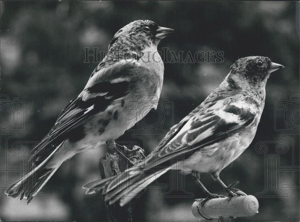 1978 Press Photo he birds in Switzerland - Historic Images