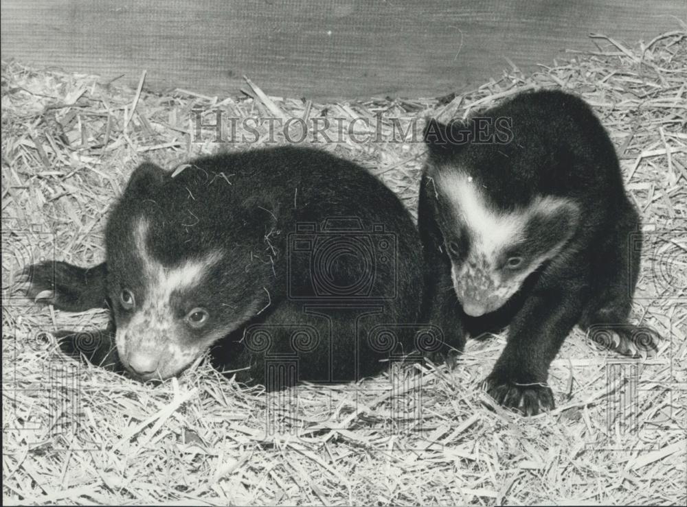 1981 Press Photo baby bears in the Zoo of the Basel - Historic Images