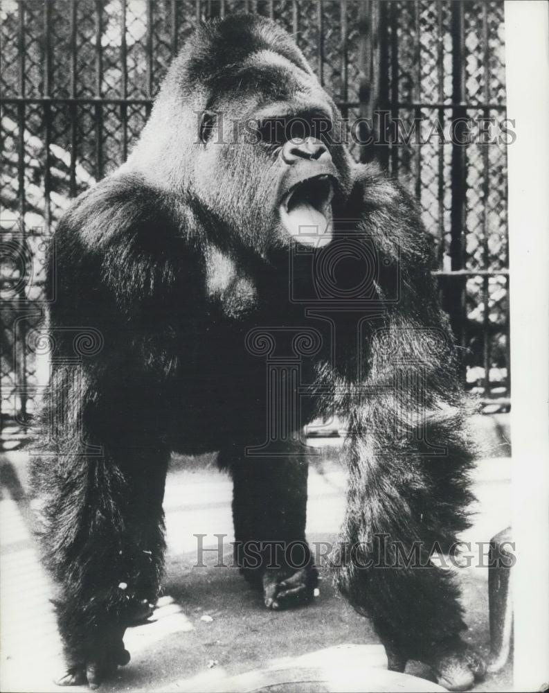 Press Photo 500 LB Gorilla From The Stockholm Zoo Boosts His Morale - Historic Images