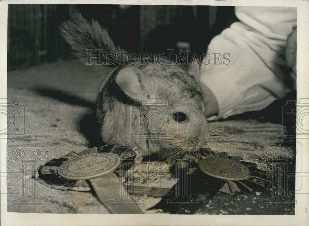 1958 Press Photo Chinchilla, Fur Breeder&#39;s Association - Historic Images