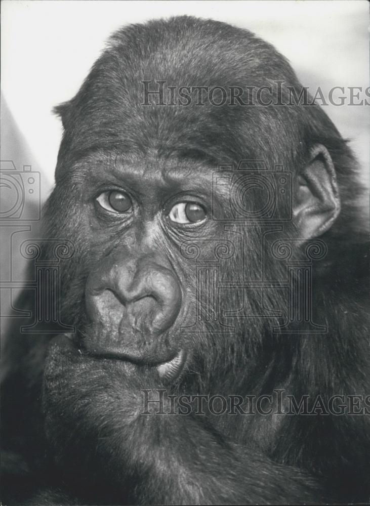 Press Photo Gorilla in Basel Switzerland zoo - Historic Images