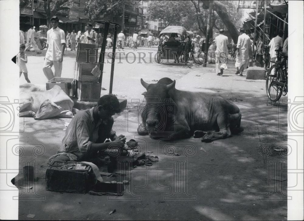 Press Photo Holy cows are allowed to wander the streets in old Delhi - Historic Images