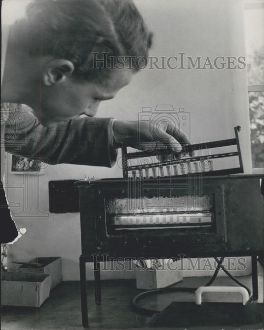 Press Photo Dr William Black Breeds Potatoes for the "Perfect Potato" - Historic Images