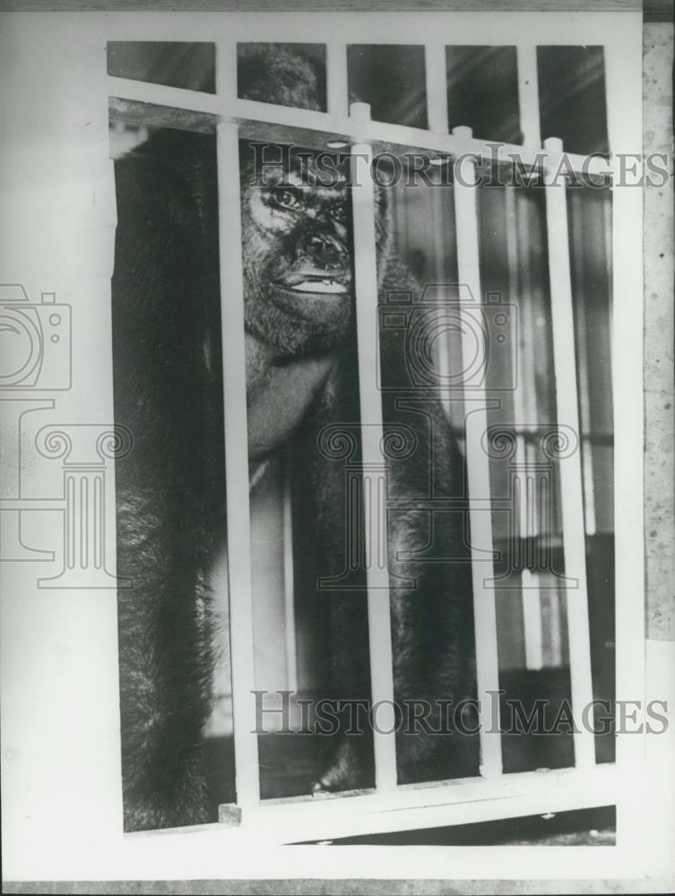 Press Photo Gorilla in a cage - Historic Images