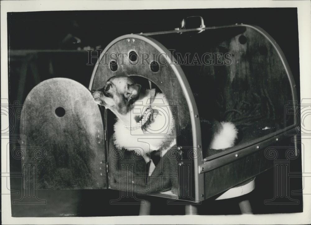 1958 Press Photo Opening of Cruft&#39;s Show at Olympia. Chihuahua With Swan Jacket - Historic Images