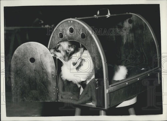 1958 Press Photo Opening of Cruft's Show at Olympia. Chihuahua With Swan Jacket - Historic Images