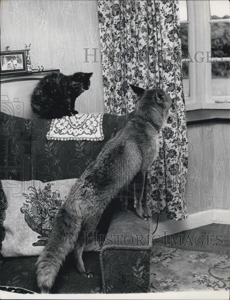 Press Photo Pet Cat And Fox Looking Out Window - Historic Images