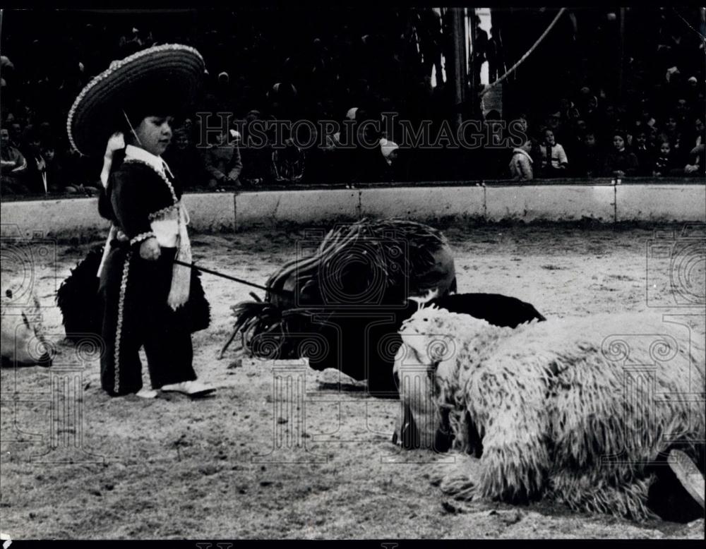 1974 Press Photo Young Tigers Lacerate Young Girl in Incident at Swiss Circus - Historic Images