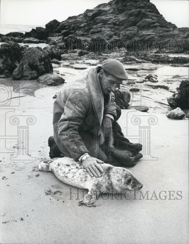1936 Press Photo Ken Jones Saves Seals On Coast of Cornwell - Historic Images