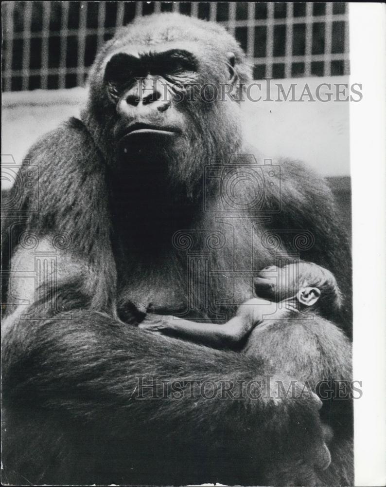 Press Photo Baby Gorilla at Basle Zoo named "Duala'ÃƒÃ‚Â With Quarta_Switzerland - Historic Images