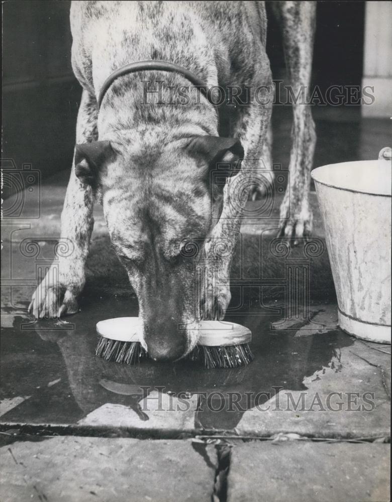 Press Photo A Great Dane and a scrub brush - Historic Images