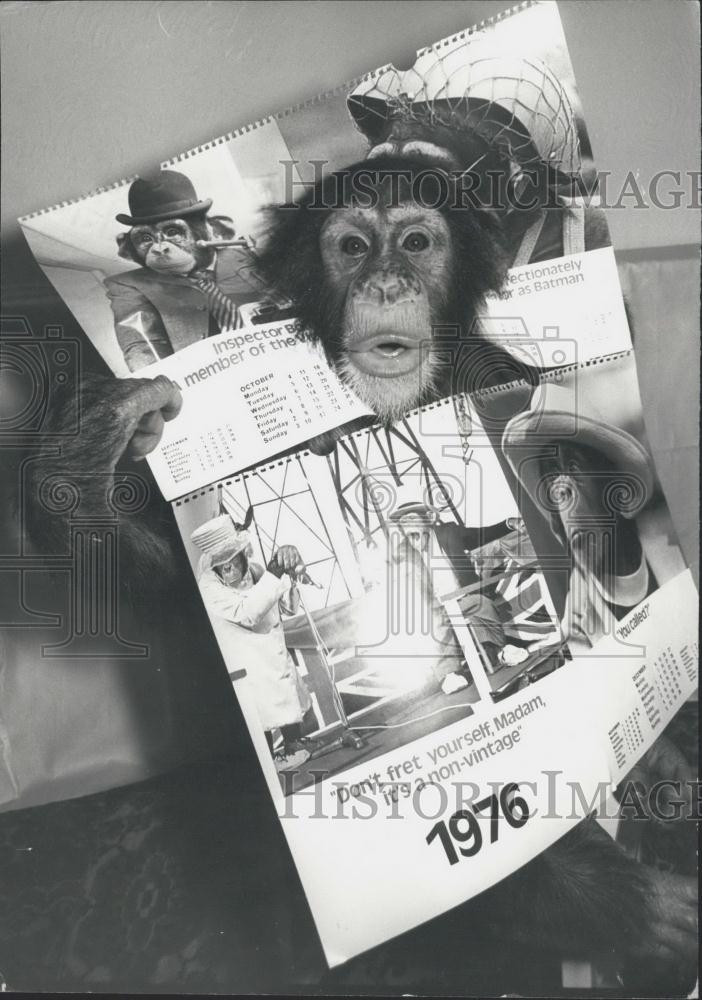 Press Photo Noddy the chimp and his calandar - Historic Images