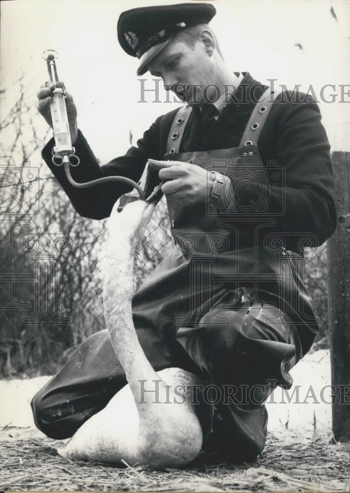 1963 Press Photo Herald Niess feeds a swan - Historic Images