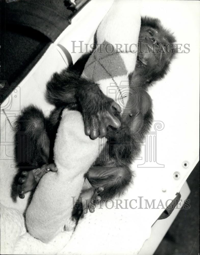 1976 Press Photo Salome&quot; The London Zoo&#39;s Baby Gorilla - Historic Images