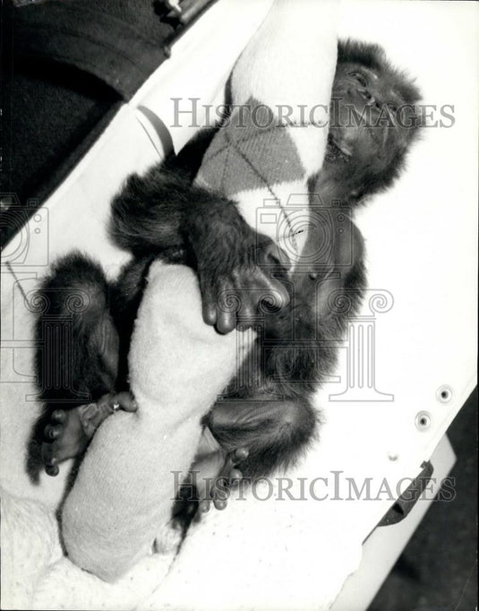 1976 Press Photo Salome" The London Zoo's Baby Gorilla - Historic Images