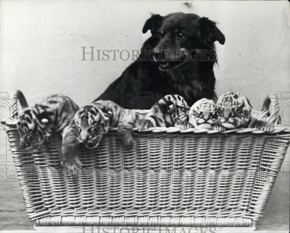 Press Photo 5 Baby Tigers Born At Swiss Frauenfeld Zoo With Dog Looking On - Historic Images