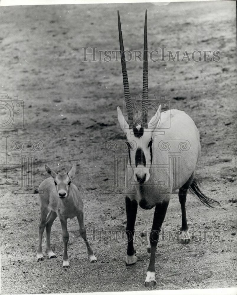 Press Photo Los Angele&#39;s zoo ,Arabian onyx and her baby - Historic Images