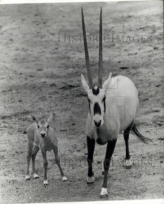 Press Photo Los Angele's zoo ,Arabian onyx and her baby - Historic Images