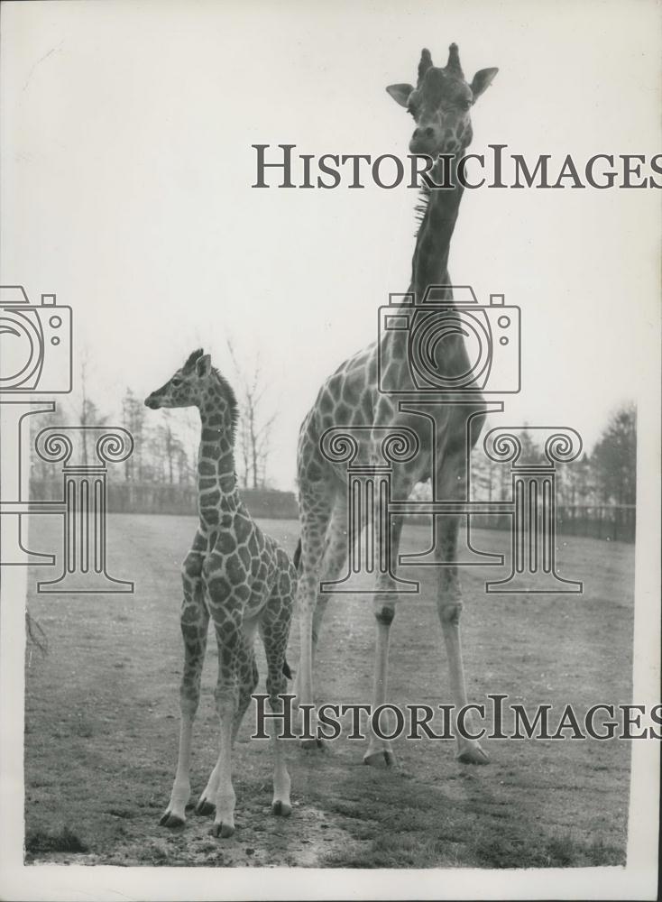 1957 Press Photo Happy and her baby at the Whipsnade Zoo - Historic Images