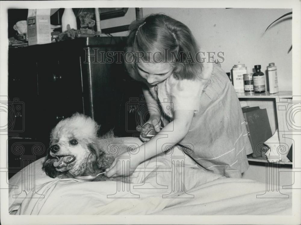 1953 Press Photo Sancho Poodle Ran Away From Prince OF Wales Theater-Shown Ned - Historic Images