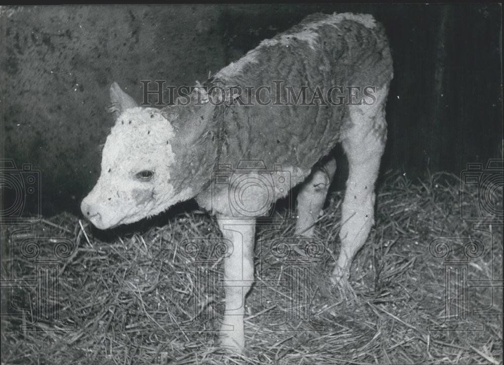 1961 Press Photo Lower Bavaria ,calf born with only three legs - Historic Images