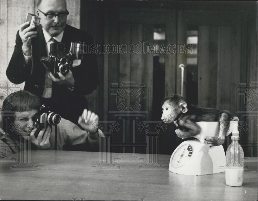 1971 Press Photo Olive Baboon, London Zoo - Historic Images